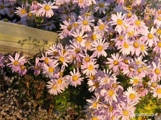 Amazing Pictures Worth 1000 Words