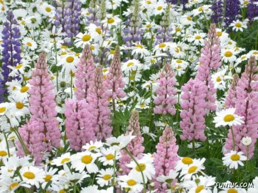 Amazing Pictures Worth 1000 Words